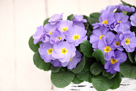 Purple primrose flowers in white wicker basketの写真素材