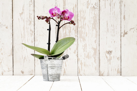 puple orchid in metal pot, on white wooden planksの写真素材