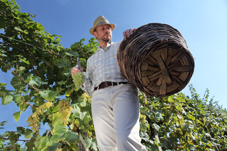 Grapes harvest, Winemaker in vineyard autumn season