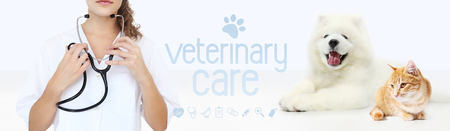 veterinary care concept. hands with stethoscope, dog and cat with graphic symbols isolated on white background.の写真素材