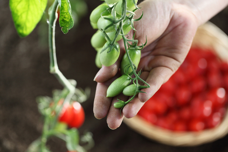 hand touch green cherry tomatoes plant in vegetable garden, top viewの写真素材
