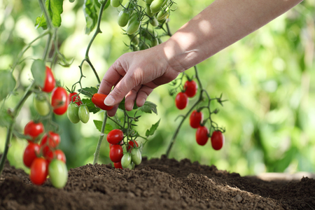 Hand picking tomatoes from plant to vegetable garden, close upの写真素材