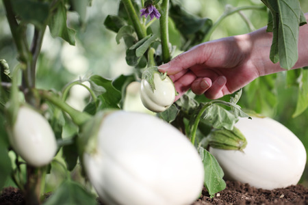 hand touch white eggplant from the plant in vegetable garden, close up.の写真素材