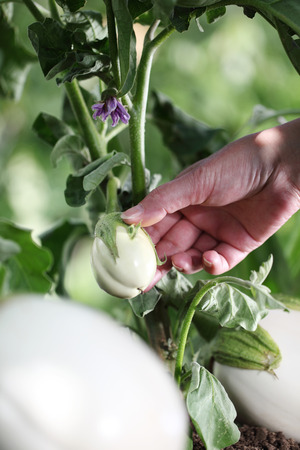 hand touch white eggplant from the plant in vegetable garden, close up.の写真素材
