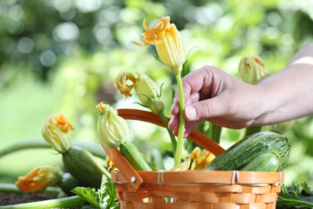 Hands picking zucchini flowers with basket in vegetable garden, close up.の写真素材