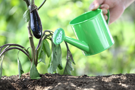 watering plants with watering can. eggplant in vegetable garden. close up.の写真素材