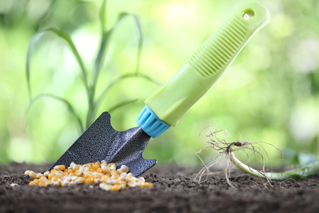 concept of seeding, corn seeds and garden tool in soil.