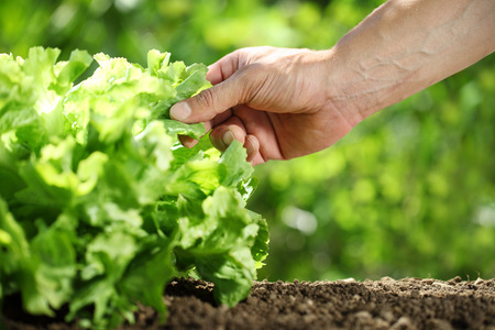 Hand picking lettuce, plant in vegetable garden, close up.の写真素材