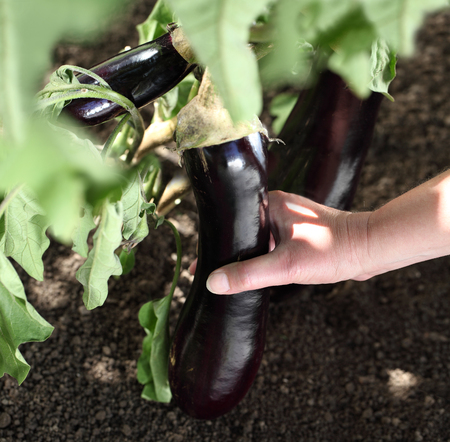Hand picking eggplant from the plant in vegetable garden view from above close up.の写真素材