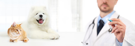 Veterinary doctor touch screen with pen dog and cat on white background. Vet clinic care concept.の写真素材