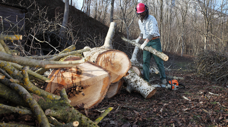 Lumberjack using chainsaw cutting big tree during the autumn wearing hardhat and headphones.