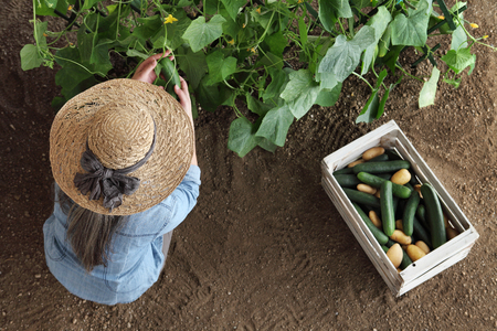 woman farmer working in vegetable garden, collects a cucumber in wodden box, top view isolated on soilの写真素材