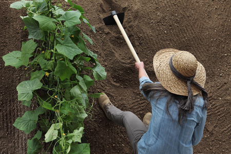 woman farmer working with hoe in vegetable garden, hoeing the soil near a cucumber plant, top view...