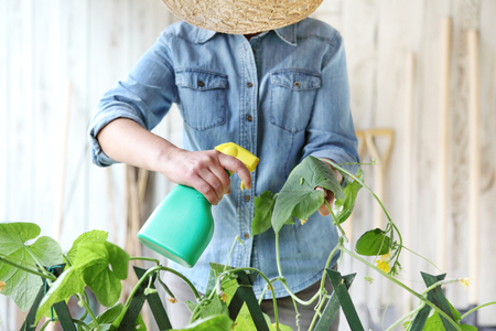 woman in vegetable garden sprays pesticide on leaf of plant with caterpillar, care of plants for growth conceptの写真素材