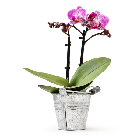 orchid flower pot in metal bucket isolated on white background, florist shop or gift card present concept.の写真素材