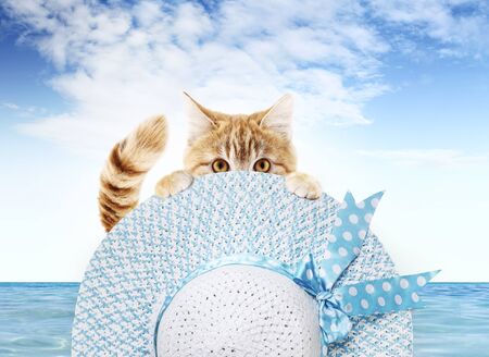funny pet cat showing a summer hat and blue sky background, animal holiday concept.の写真素材