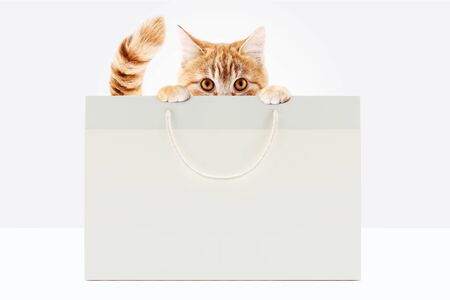 pets store concept, funny pet cat showing a shopper isolated on white background blank template and copy spaceの写真素材