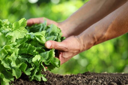 Hands picking green fresh lettuce plant in vegetable garden, close up on the soil