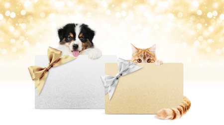 merry christmas, puppy dog and cat pets together showing gift greeting card isolated on blurred golden lights and white background, blank template with copy space