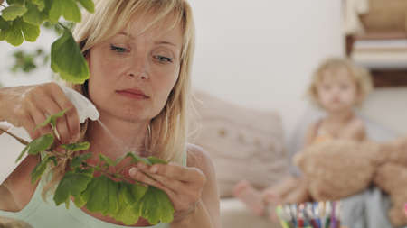 Blonde woman takes care of the plants in the living room, sprays on the green leaves while her daughter child looks at her curiously, home hobby conceptの写真素材