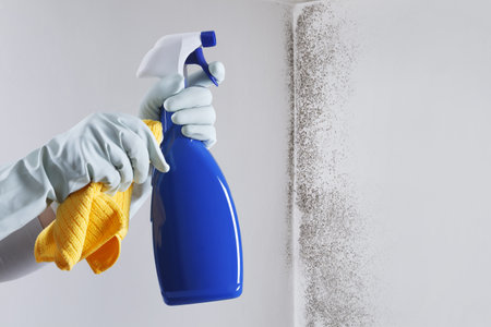 Hands with glove and spray bottle isolated on wall with mold. Eliminate Mold with Specialized Anti-Mold Products. Search cleaning company support. Shopping cleaning products or Housekeeping concept.の写真素材