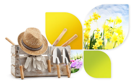 Gardening tool equipment, banner with copy space. Wooden crate with garden kit and daffodils flowers isolated on white background. Shopping advertising template for florist shop or greenhouseの写真素材