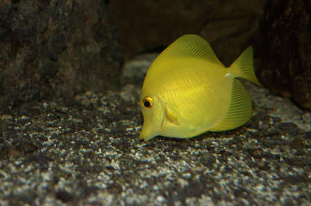 Yellow sailfin tang in fishtank