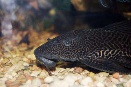 Catfish (suckermouth, common pleco) in aquariumの写真素材