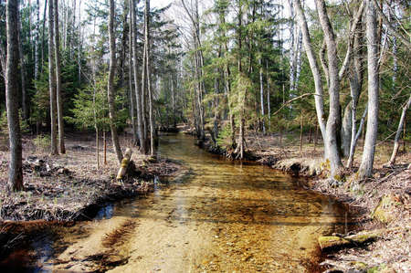 Small brook in the forestの写真素材