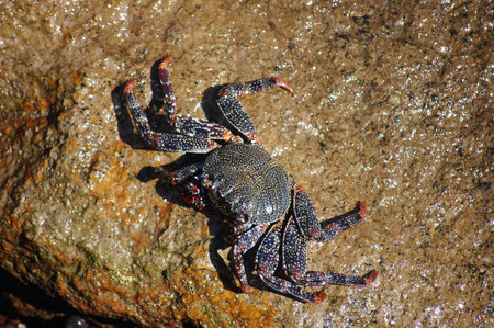 Black and red crab on the rock