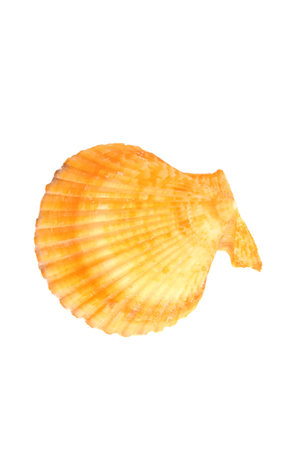 orange and yellow sea shell isolated over whiteの写真素材
