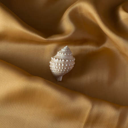 Shell on a gold draped silk background. Creative background. Selective focus, copy spaceの写真素材