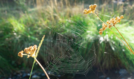 Early autumn colors in a spider web. Autumn concept