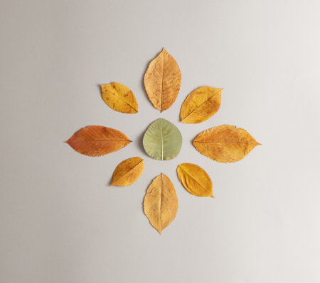 Autumn leaves in the shape of the sun on a gray background. Autumn concept.Flat lay
