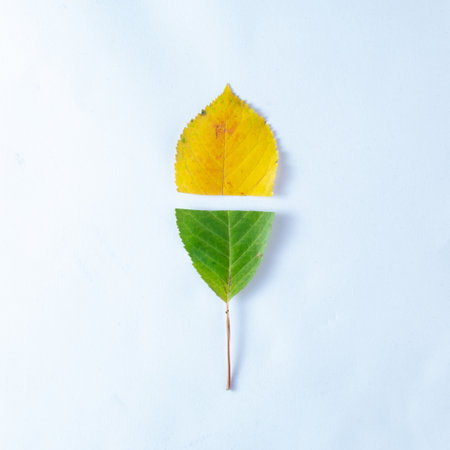 Creative layout of colorful autumn leavels. Flat lay. Season conceptの写真素材