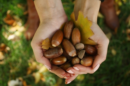 Brown Acorns in the hands with leaf autumnの写真素材