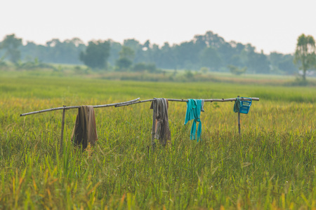 Clothes are hanging on the clothesline with green nature.の写真素材
