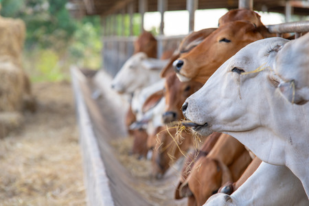 Modern farm cowshed.Milking cows.House cows are used in locations, usually rural,Without convenient...
