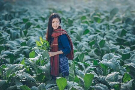 Women are harvest tobacco at tobacco field.の写真素材