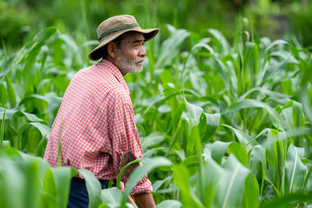 Portrait of farmer standing in corn field,Farmer inspect quality of corn.