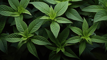 Green Leaves Pattern Background, Natural green leaves background texture.の素材