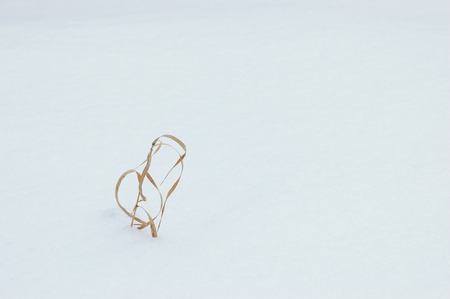 Grass on the snow-covered fieldの写真素材