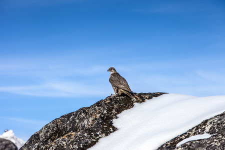 Falcon bird in the winter nountainsの写真素材