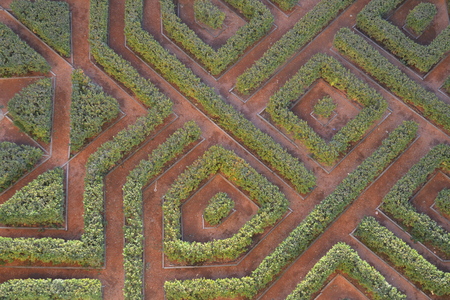 piece of labyrinth from a garden with green plantsの写真素材
