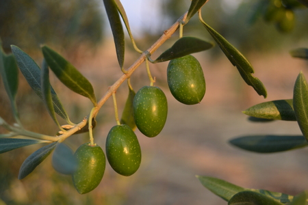 Green olives in autunmの写真素材
