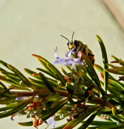 Little bee sucking on the rosemary flower on a summer day