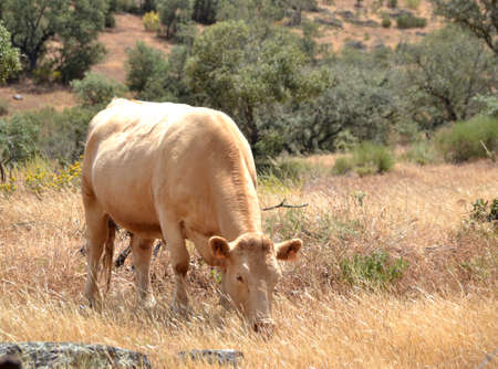 Brown cow grazing on a summer day in the dry fieldの写真素材