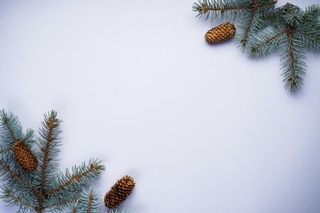 Branches of blue pine with cones on a gray background, with place for text top view.の写真素材