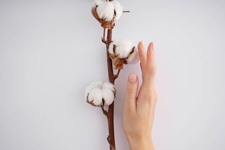 Hand of a young woman with a cotton branch on a white background. Female manicure. Cotton flower. Creative composition with cotton.の写真素材