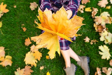 Yellow leaves in the hands of a young girl in the park, close-up. Yellow leaves in hand, close-up. Autumn Park. Flat lay. の写真素材